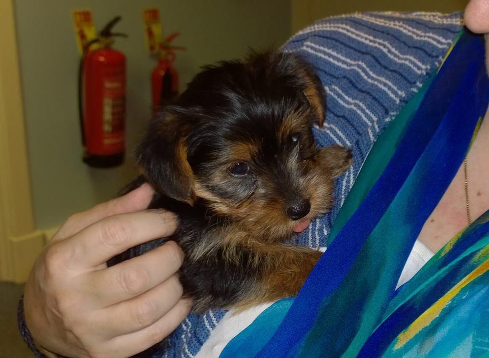 Pet funeral service from a celebrant